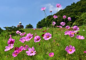 四国中央市の観光スポット　翠波高原のコスモスが咲いた姿です。