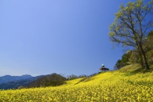 四国中央市の観光スポット　翠波高原の菜の花が咲いた姿です。